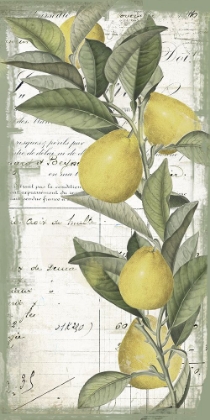 Picture of CITRON II