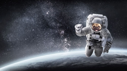 Picture of PUG IN SPACE