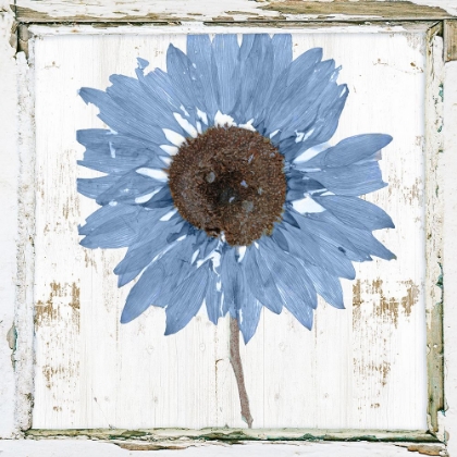 Picture of BLUE SUNFLOWER REDUX