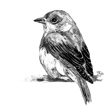 Picture of BLACK AND WHITE BABY BIRD II