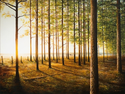 Picture of SUNRISE IN THE WOODS