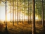 Picture of SUNRISE IN THE WOODS