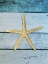 Picture of SHELL ON BLUE WOOD I
