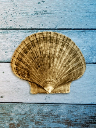 Picture of SHELL ON BLUE WOOD II