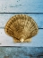 Picture of SHELL ON BLUE WOOD II