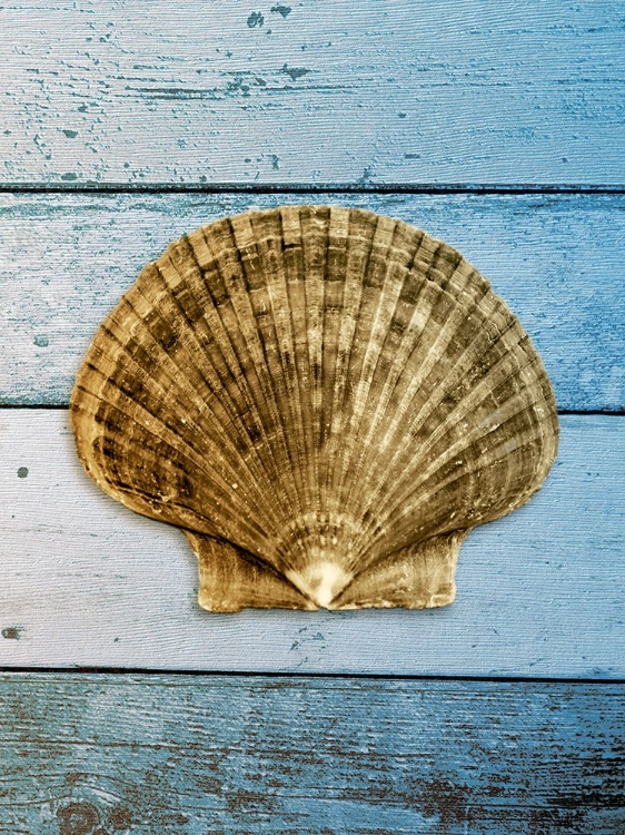 Picture of SHELL ON BLUE WOOD II