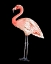 Picture of FLAMINGO ON BLACK I