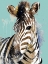 Picture of ZEBRA ON TEAL