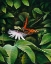Picture of SNACKING BUTTERFLY