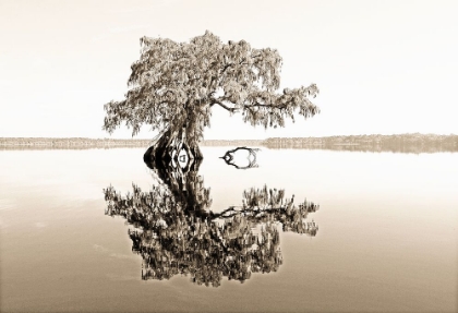 Picture of REFLECTIVE VIEW