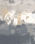 Picture of MUTED LONGING II