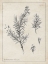 Picture of LATIN BOTANICALS I
