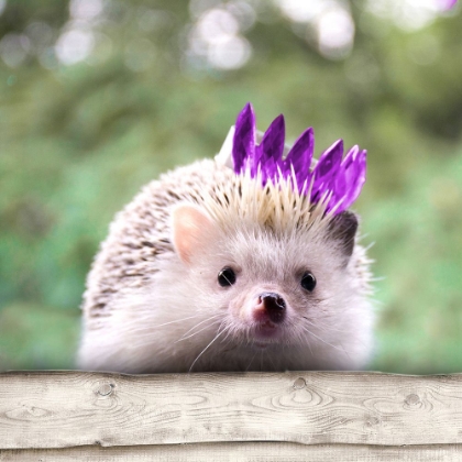 Picture of HEDGEHOG WITH CROWN
