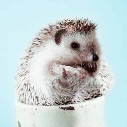 Picture of HEDGEHOG IN A CUP