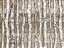 Picture of LIGHT BIRCH FOREST