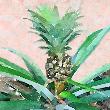 Picture of PINEAPPLE SPROUT