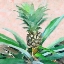 Picture of PINEAPPLE SPROUT