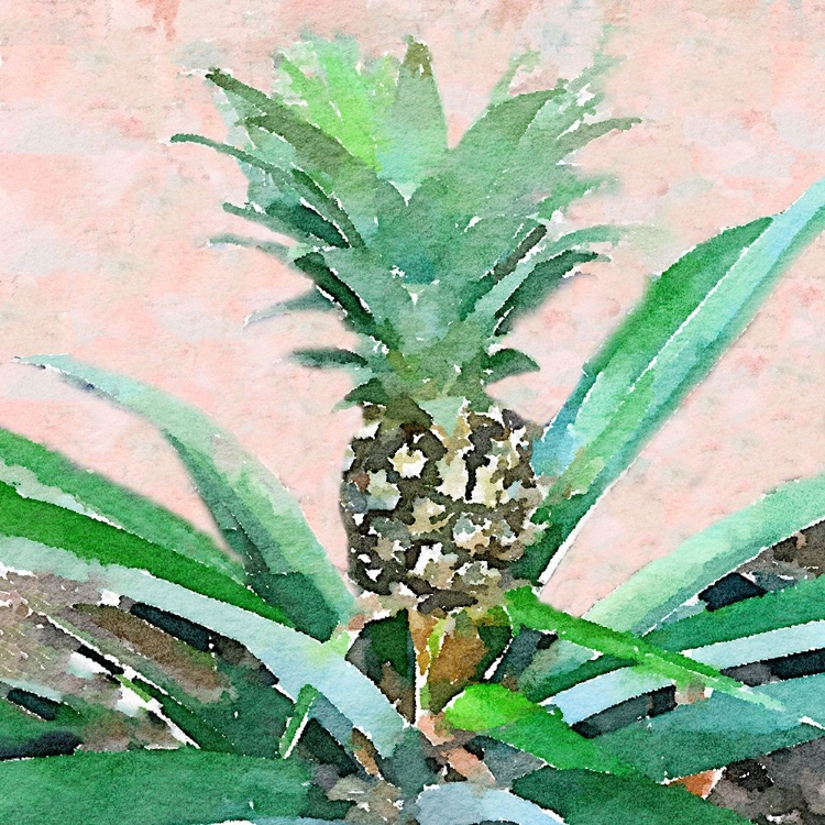 Picture of PINEAPPLE SPROUT