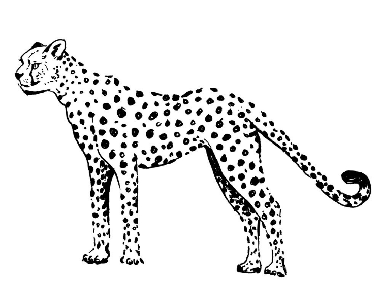 Picture of CHEETAH