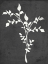Picture of FERN SILHOUETTE I