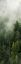 Picture of SMOKY FOREST PANEL III