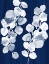Picture of EUCALYPTUS LEAVES ON NAVY