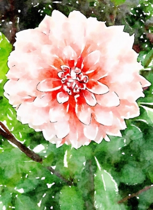 Picture of ROSE WASH FLORAL