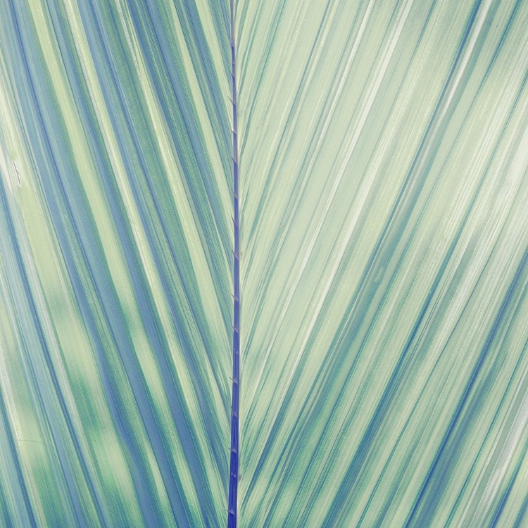 Picture of VINTAGE PALM LEAF I