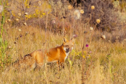 Picture of FOX FIELD I