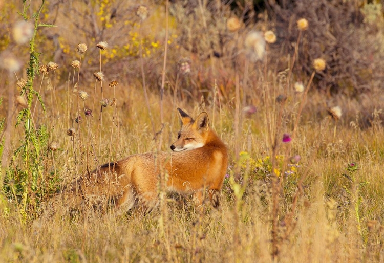 Picture of FOX FIELD II