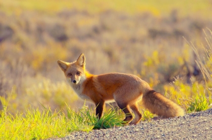 Picture of CURIOUS FOX