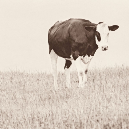 Picture of VINTAGE COW ON FIELD