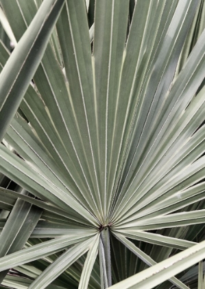 Picture of ORGANIC PALM I