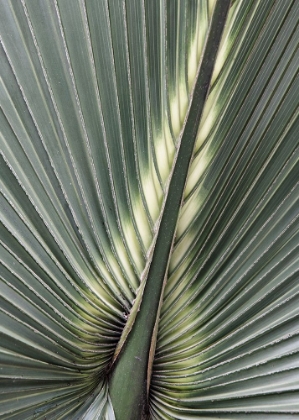 Picture of ORGANIC PALM II
