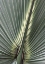 Picture of ORGANIC PALM II