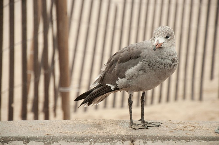 Picture of SEAGULL WATCH