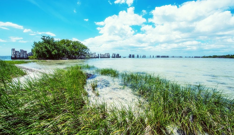 Picture of TROPICAL COASTLINE