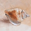 Picture of COPPER SEA SHELL