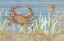 Picture of OCEAN FLOOR CRAB
