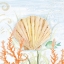 Picture of OCEAN LIFE SHELL