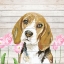 Picture of BEAGLE WITH FLOWERS