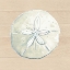Picture of SAND DOLLAR ON WOOD BACKGROUND