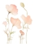 Picture of EARLY SUMMER POPPIES I