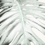 Picture of SUMMER PALM