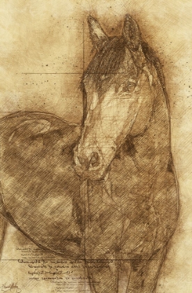 Picture of SKETCHED HORSE
