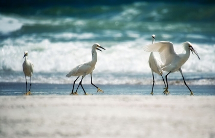 Picture of EGRET WALK