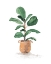 Picture of POTTED FIDDLE FIG TREE II