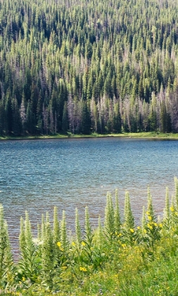 Picture of HIDDEN LAKE