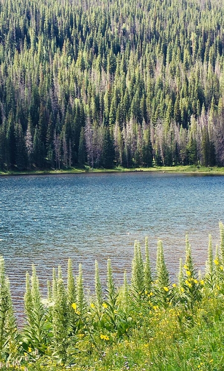 Picture of HIDDEN LAKE