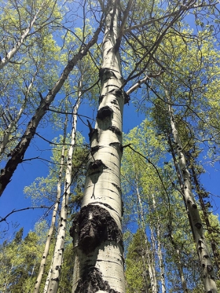 Picture of ASPENS REACHING FOR THE SKY